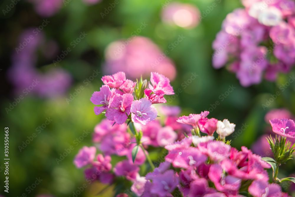 The background image of the colorful flowers The background image of the colorful flowers