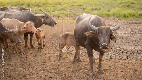 a herd of buffalo.