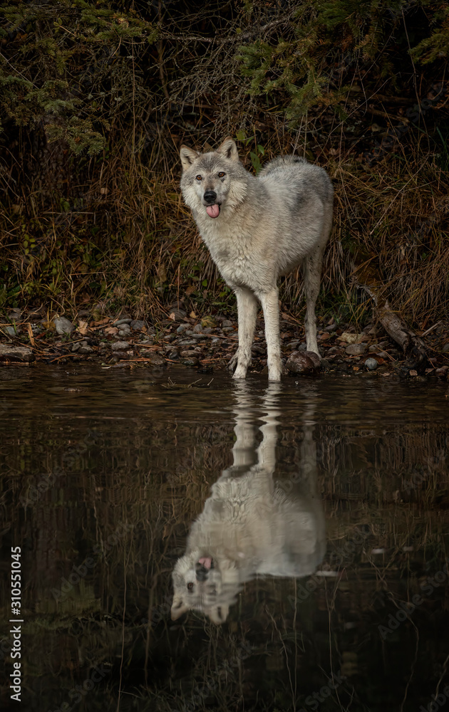 Wolf reflection at the pond Triple D