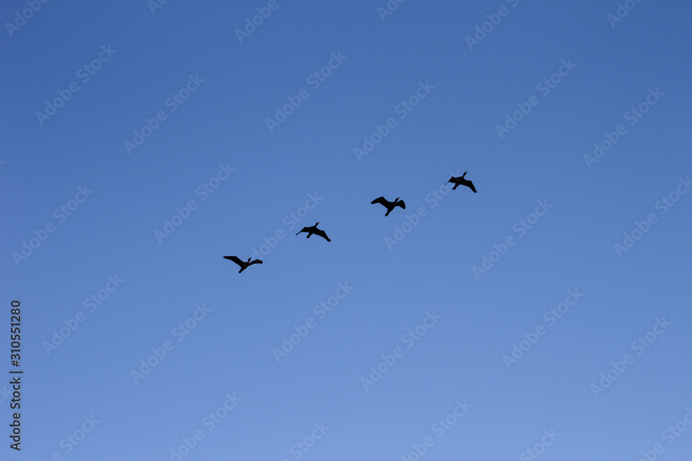 geese in flight geese in flight