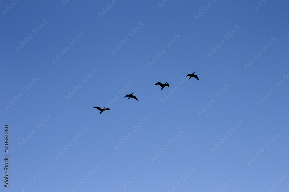 geese in flight