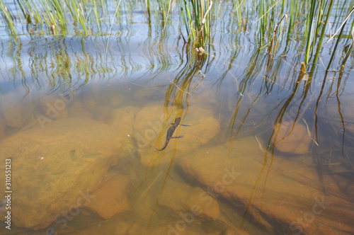 Alpine newt in green mountain lake. photo