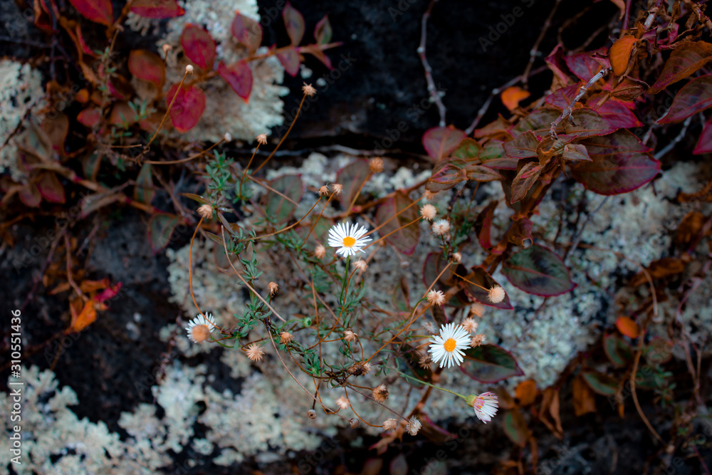 Small flowers on a moss background Small flowers on a moss background