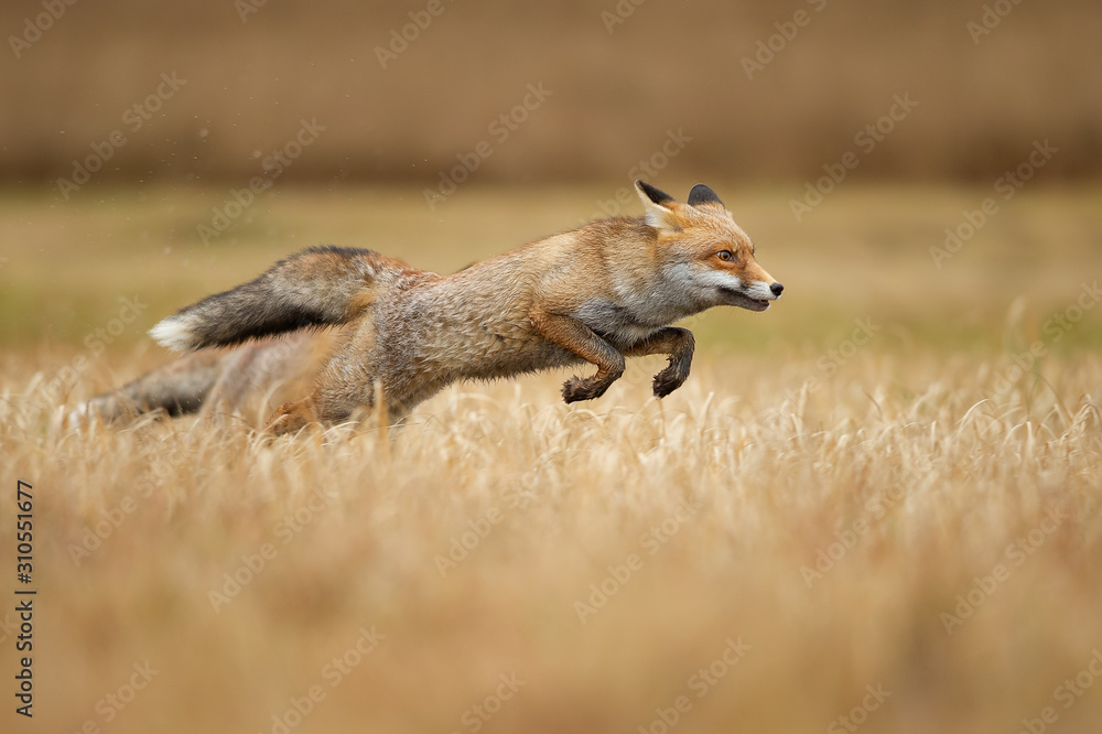 Red foxes leaping over grass. Vulpes vulpes. Hunt and speed. Jumping animal. Red foxes leaping over grass. Vulpes vulpes. Hunt and speed. Jumping animal.