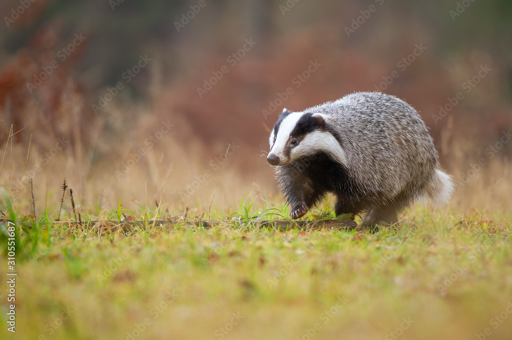 Obraz premium European badger walking on green grass. Meles meles