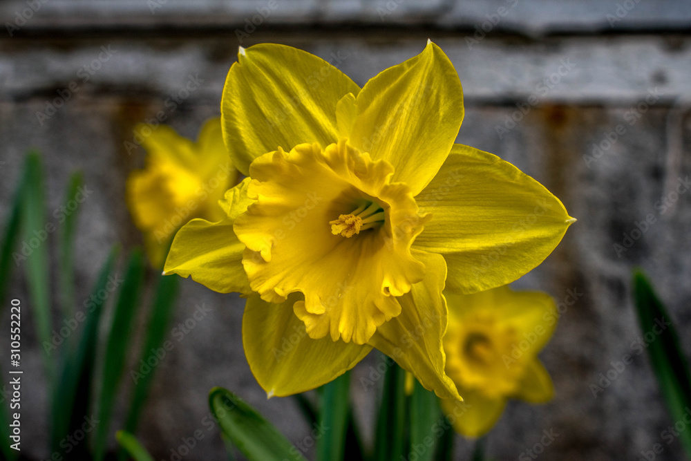 Obraz premium Yellow Daffodils 
