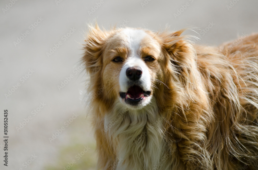Obraz premium Stray dog abandoned on streets 