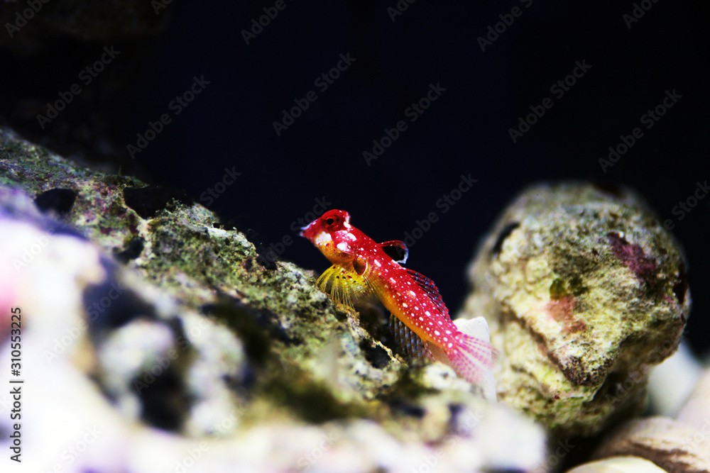 Female ruby red dragonet fish - Synchiropus sycorax Female ruby red dragonet fish - Synchiropus sycorax