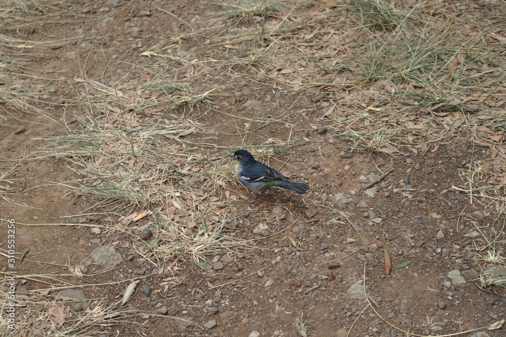 Image of a vulgar finch (Fringilla coelebs) on the forest floor Image of a vulgar finch (Fringilla coelebs) on the forest floor