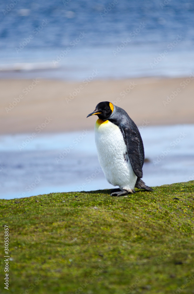 Naklejka premium King Penguin South America Falkland Islands