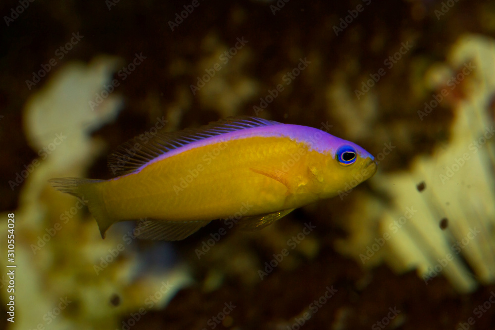 Diadem Dottyback, Purple Stripe Pseudochromis, Diadem Pseudochromis, Pictichromis diadem ( Pseudochromis diadema). Diadem Dottyback, Purple Stripe Pseudochromis, Diadem Pseudochromis, Pictichromis diadem ( Pseudochromis diadema).