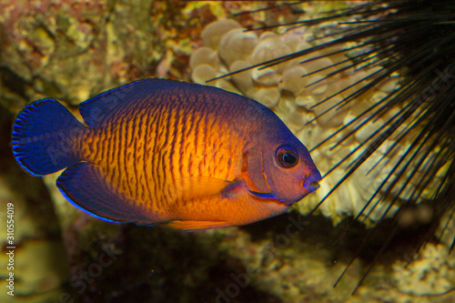 The twospined angelfish, dusky angelfish, or coral beauty (Centropyge bispinosa). photo