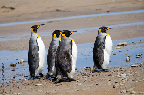 King Penguin South America Falkland Islands