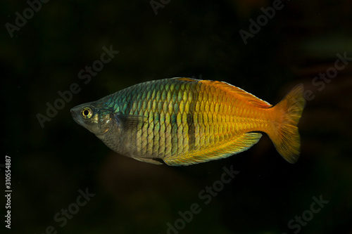 Boeseman's rainbowfish (Melanotaenia boesemani). photo