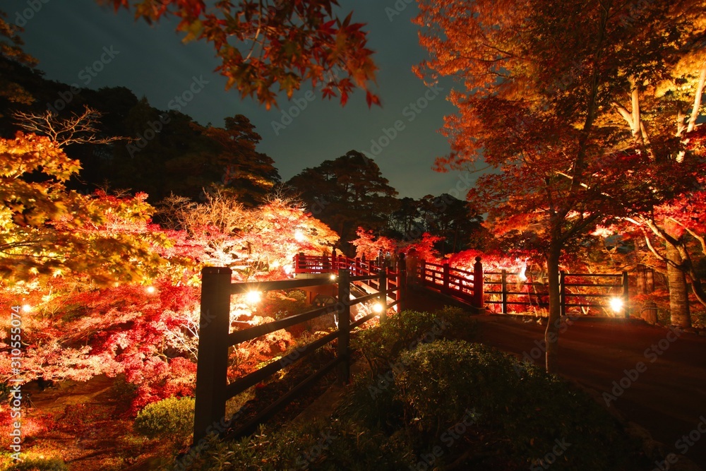 Obraz premium 夜のもみじ谷の紅葉と赤い橋