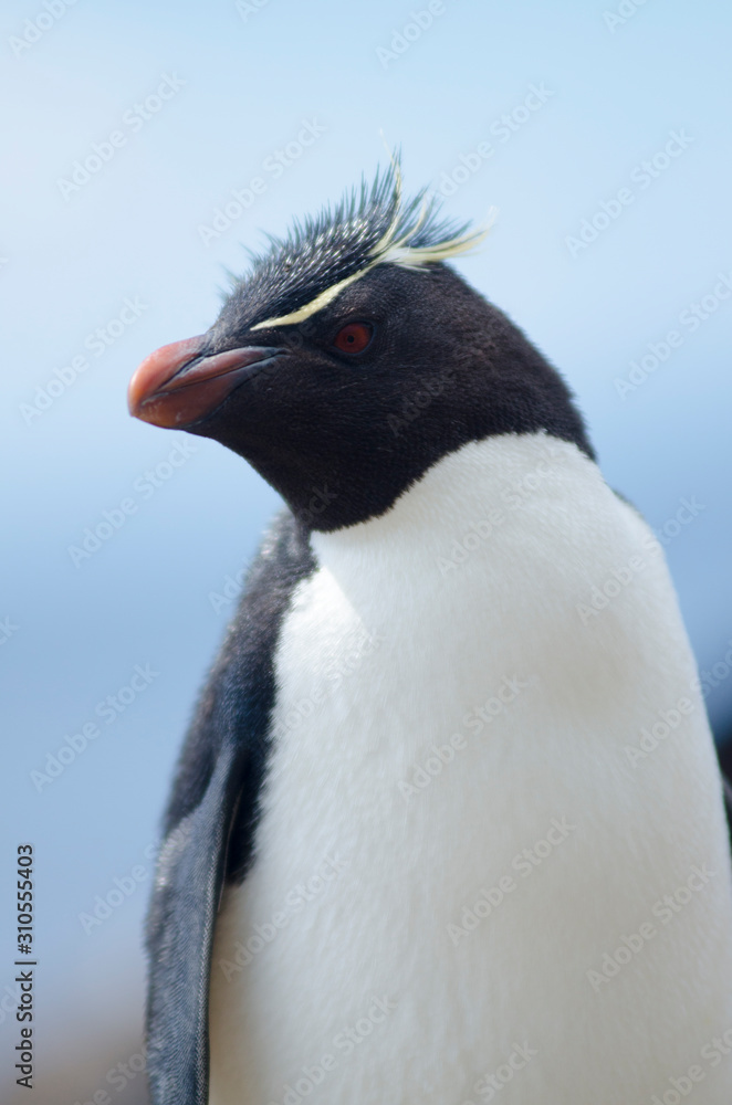 Naklejka premium Rock hopper penguins South America