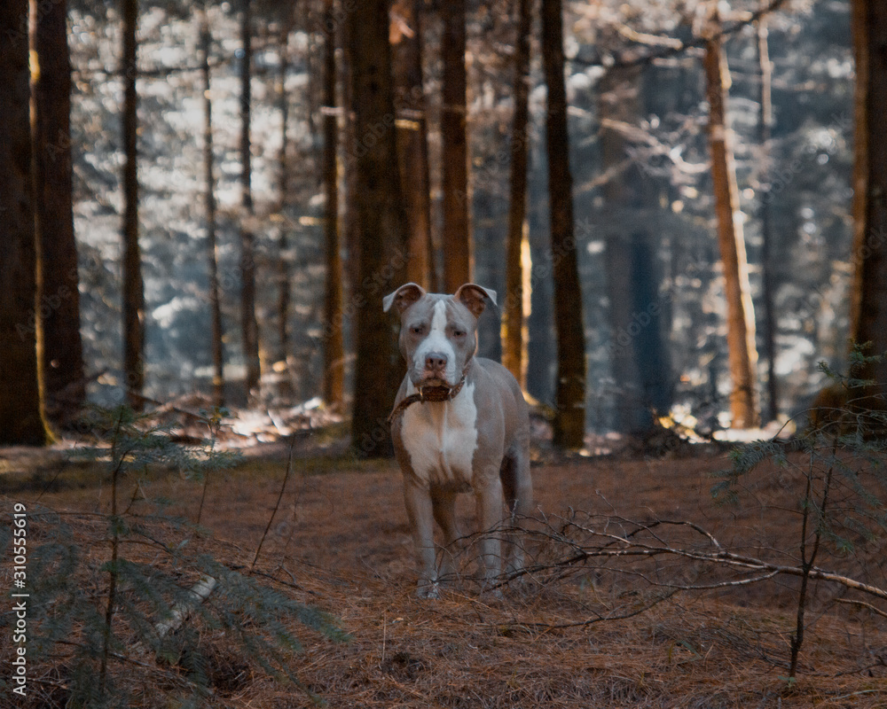 Pitbull en el bosque