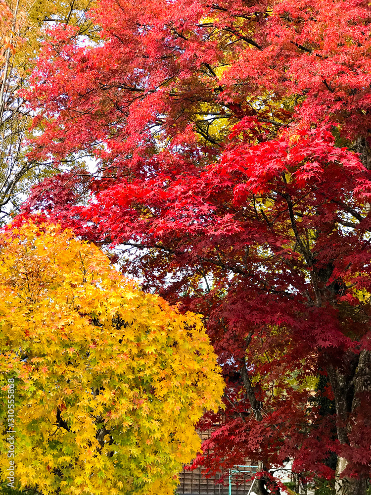 colour full of leaves when season change. colour full of leaves when season change.