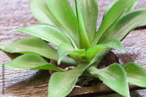 Flower that was born on the table with dried leaves around. Table with dry leaves and flower