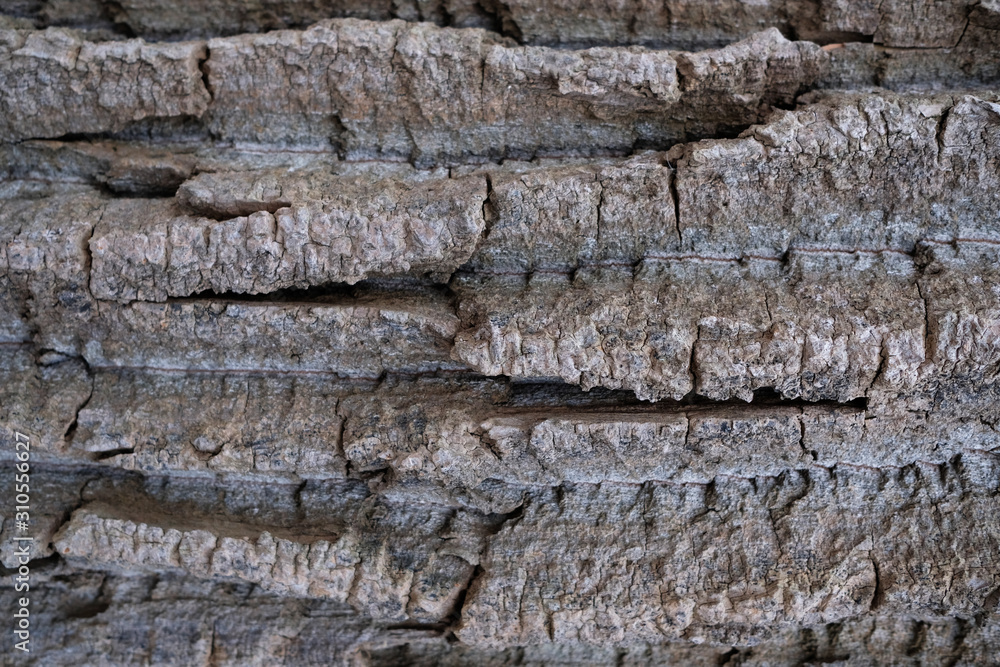 closeup texture of bark of a tree closeup texture of bark of a tree