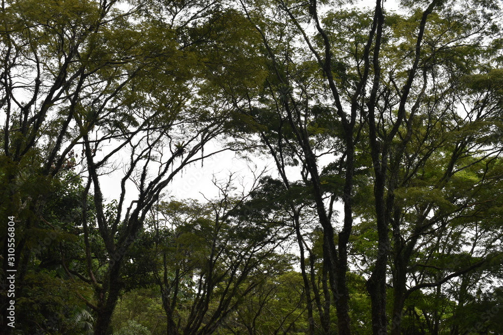 Fototapeta premium treea