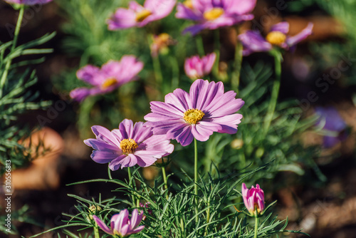 Pink Cosmos Flower In The Garden  Beautiful Pink Cosmos Flower With Sunlight On The Garden Background  Pink Cosmos Flower Field