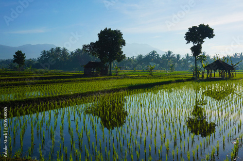 Rice Fields with Mount Rinjani as backgroud at Lombok, Indonesia..