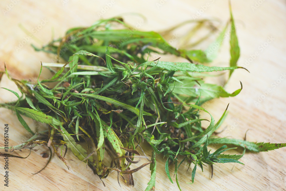 plant of Cannabis bud and Marijuana seeds with Hemp leaf on wooden background plant of Cannabis bud and Marijuana seeds with Hemp leaf on wooden background