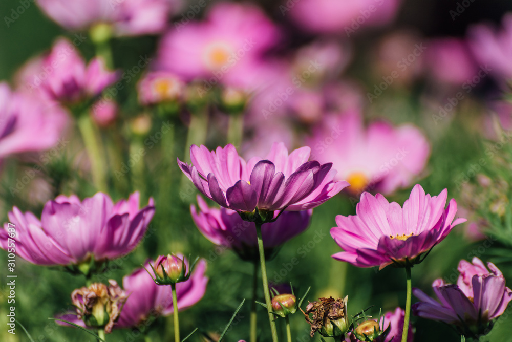 Pink Cosmos Flower In The Garden, Beautiful Pink Cosmos Flower With Sunlight On The Garden Background, Pink Cosmos Flower Field Pink Cosmos Flower In The Garden, Beautiful Pink Cosmos Flower With Sunlight On The Garden Background, Pink Cosmos Flower Field
