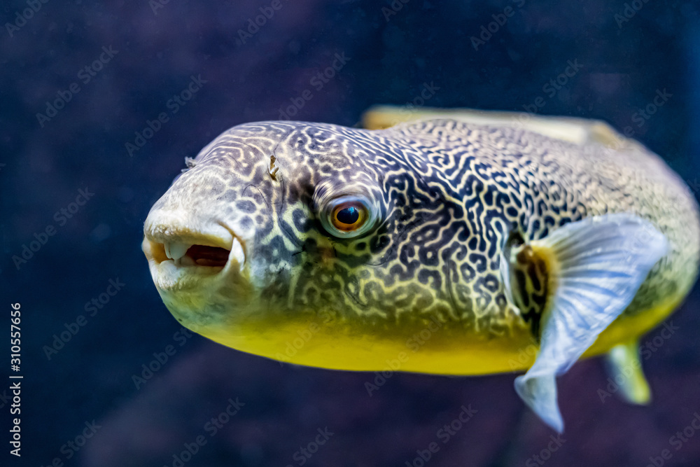 Tetraodon Mbu Puffer Fish in aquarium Stock Photo | Adobe Stock