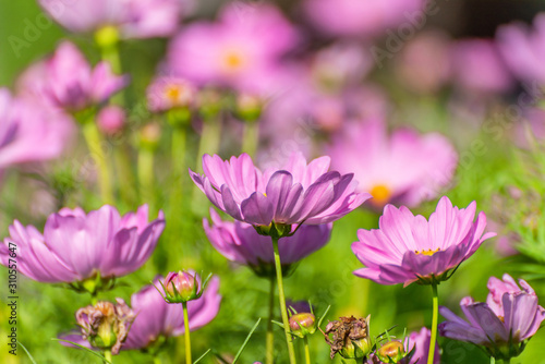 Pink Cosmos Flower In The Garden, Beautiful Pink Cosmos Flower With Sunlight On The Garden Background, Pink Cosmos Flower Field