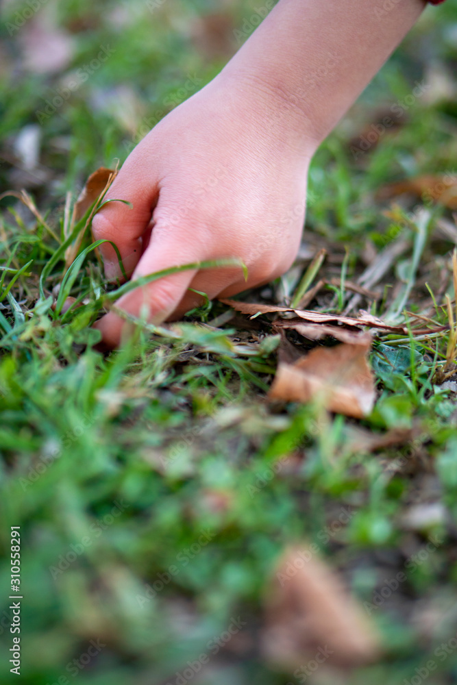 Child hand pick acorns in park. Child hand pick acorns in park.