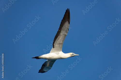 seagull in flight © 敏治 荒川