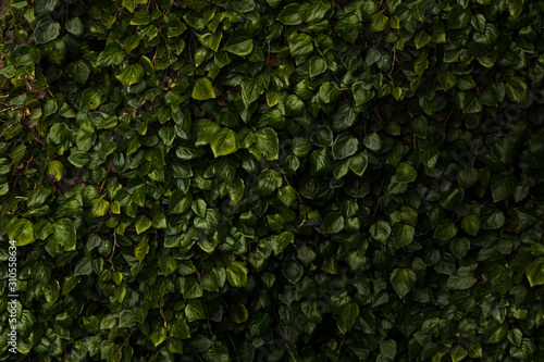 Small Dark Green Foliage For Background