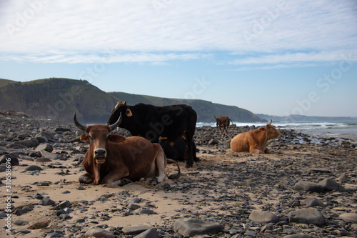 Wallpaper Mural cow on beach Torontodigital.ca
