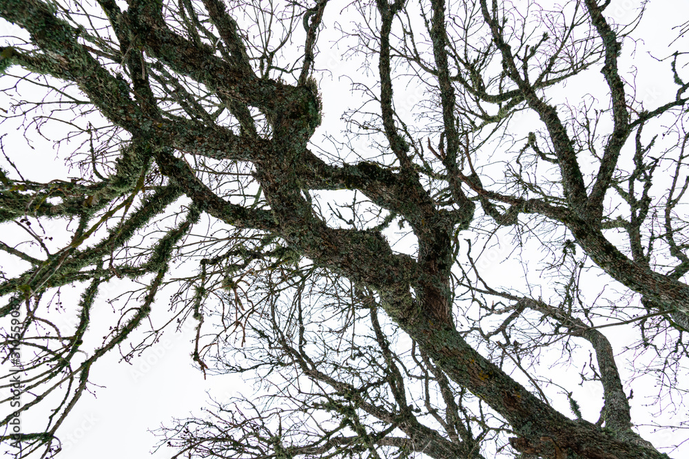 Tree branches covered with moss and lichen. Tree in winter, without leaves Tree branches covered with moss and lichen. Tree in winter, without leaves
