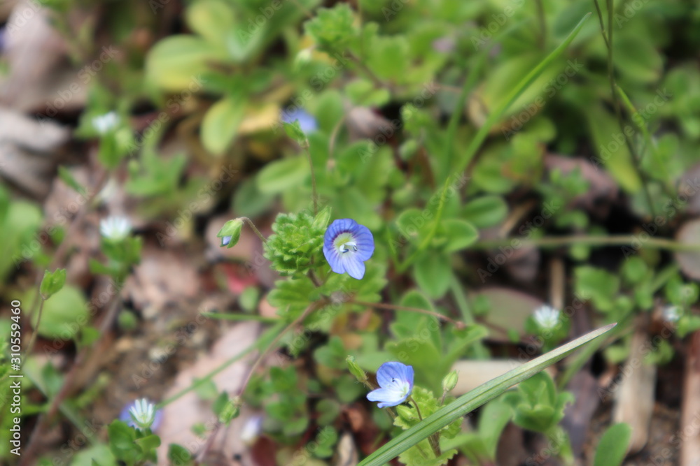 オオイヌノフグリ Stock Photo Adobe Stock