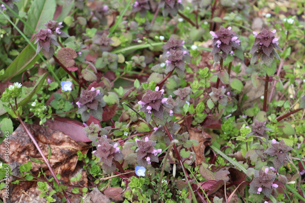 Obraz premium 春の野原