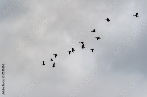 Geese in Gray Skies
