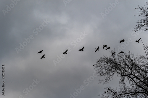 Canada Geese over Trees in Clouds