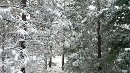 4k Aerial Scenic View Climbing a Snowy Tree Revealing Stunning Mountains