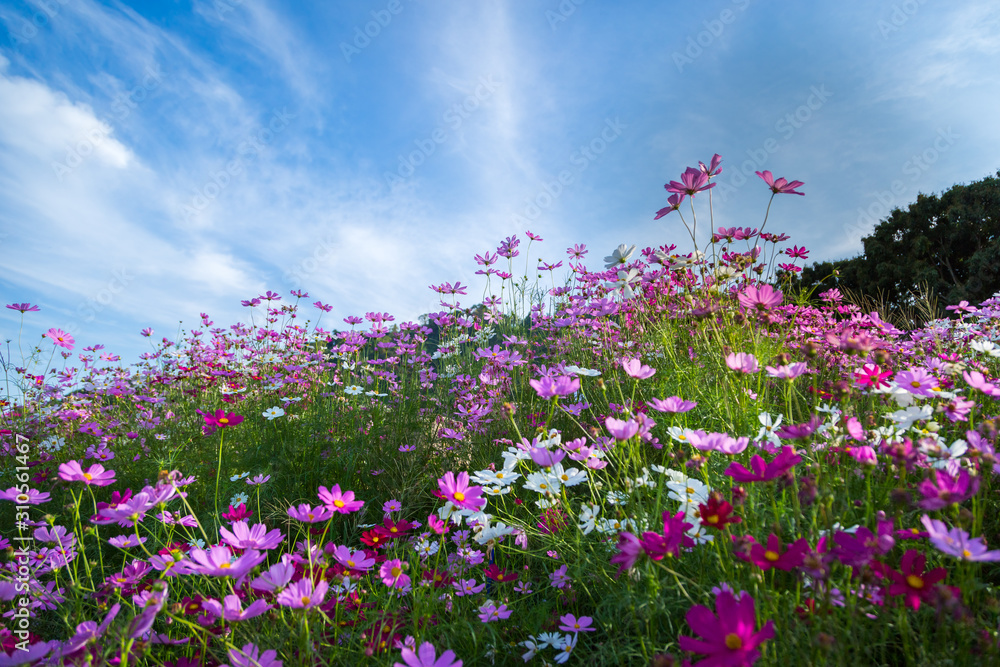 Colorful Pink and red cosmos flowers with blue sky Colorful Pink and red cosmos flowers with blue sky