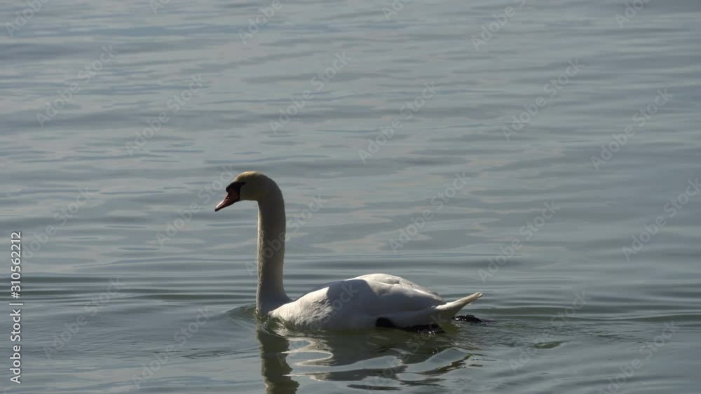 Lonely white swan swimming, floating on the surface of the lake Lonely white swan swimming, floating on the surface of the lake