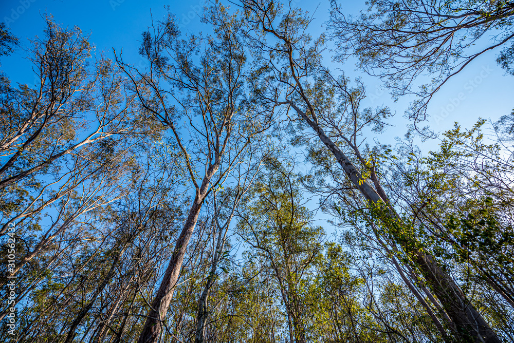 Fototapeta premium trees and sky