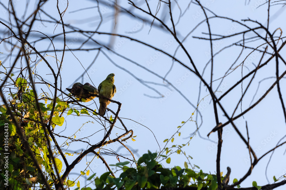 beautiful bird in nature beautiful bird in nature