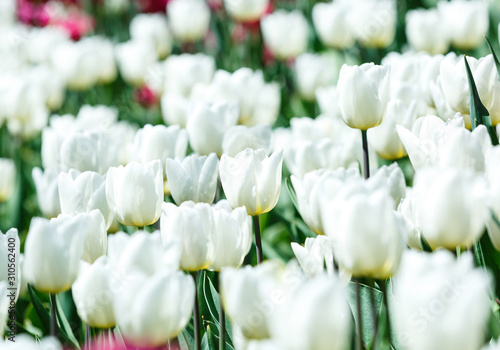 Field of white tulips with selective focus. Spring, floral background. Natural blooming.