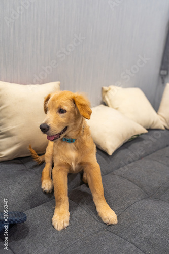 Portrait of naughty golden puppy sitting on sofa at home