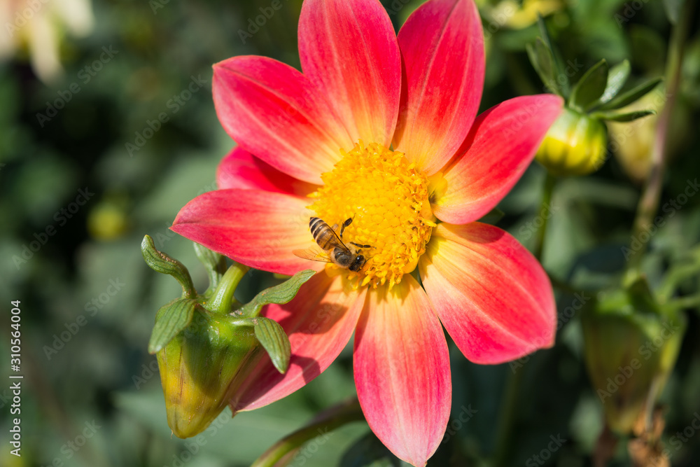 Flower with bee