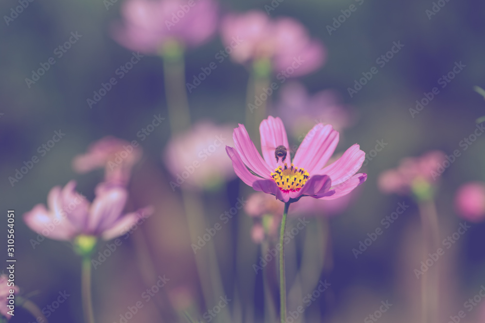Colorful Pink and red cosmos flowers in the garden Colorful Pink and red cosmos flowers in the garden
