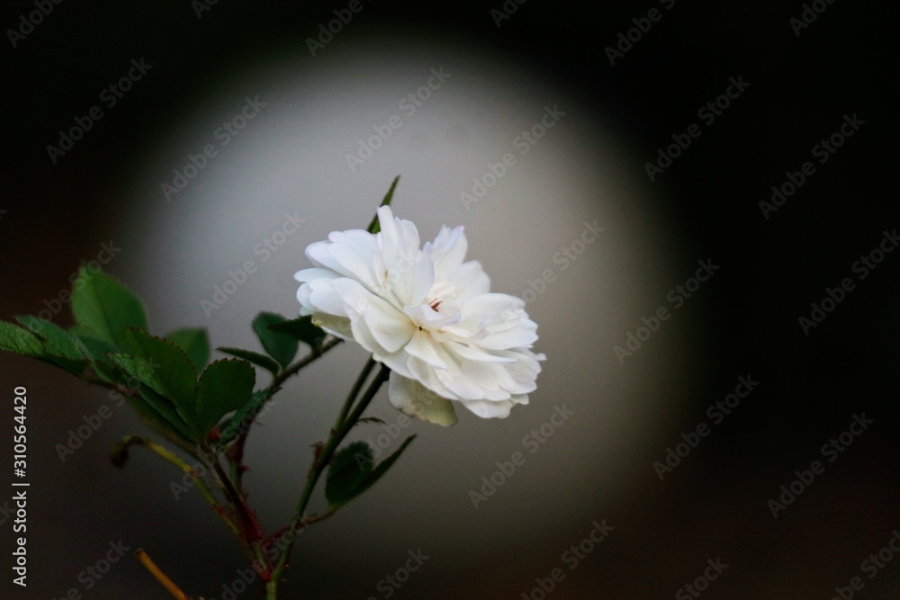 white calla lily of the valley white calla lily of the valley